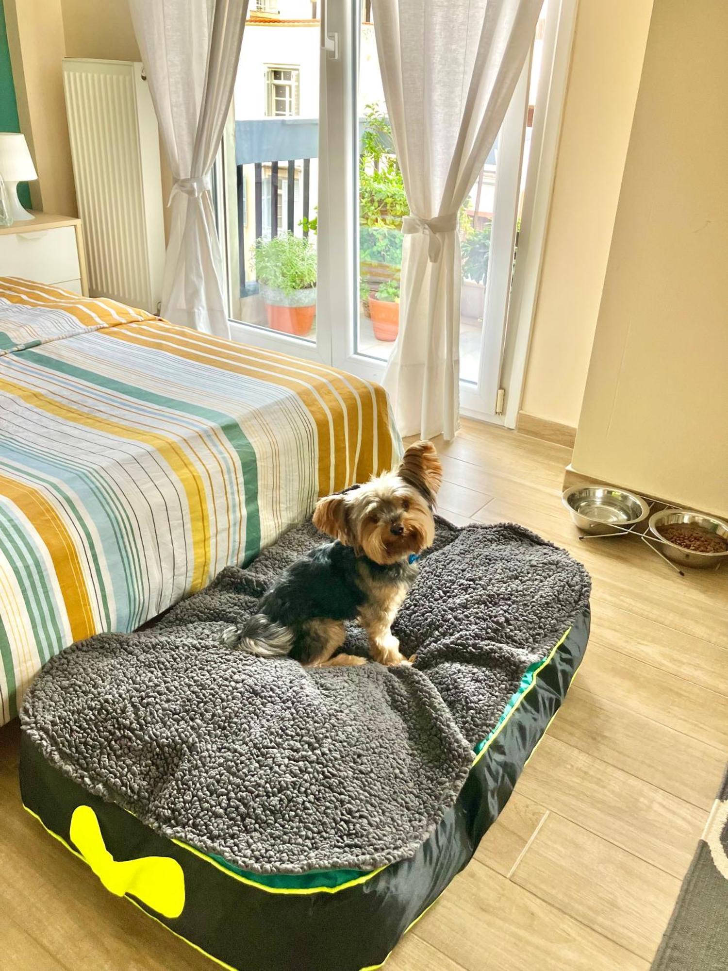Apartment Super Cute & Cozy Mini In City Center *